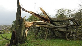 Storm Damages Tree Services 01
