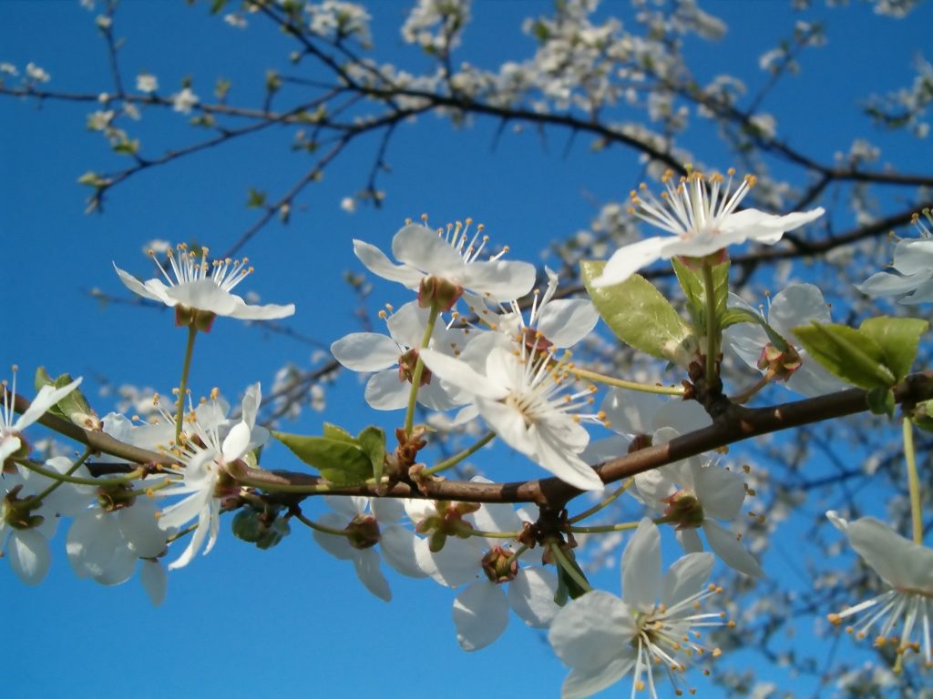 Fruit tree blossoms | Specialty Tree Services Inc