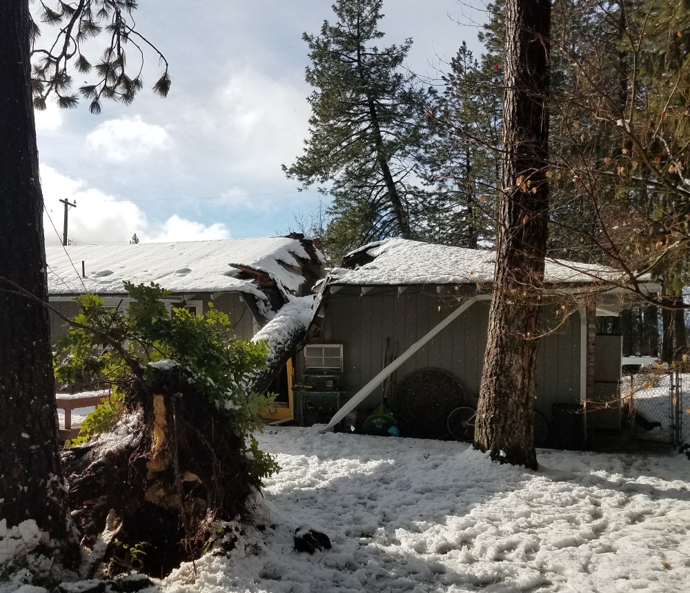Winter Storm Damage | Specialty Tree Services Inc