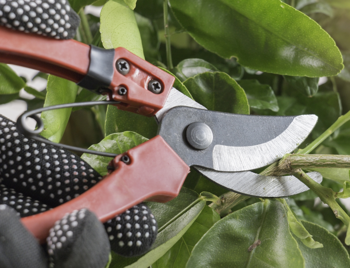 Tree & Shrub Pruning | Specialty Tree Services Inc