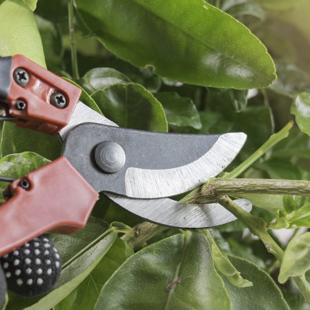 Tree and Shrub Pruning | Specialty Tree Services Inc